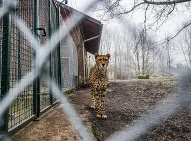 Zoo Ústí nad Labem - Nevinné oběti